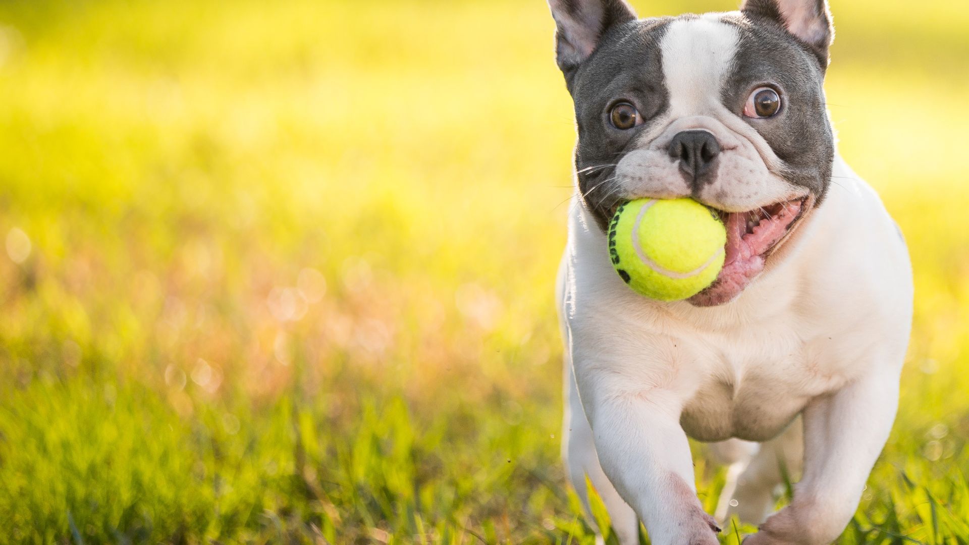 Pets best vs healthy paws