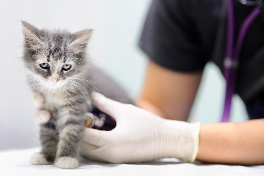 a vet holding a kitten