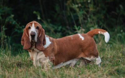 Basset Hound Fun Facts