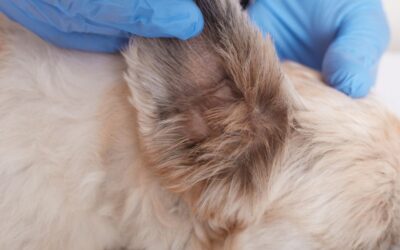 How to Clean Your Dog’s Ears