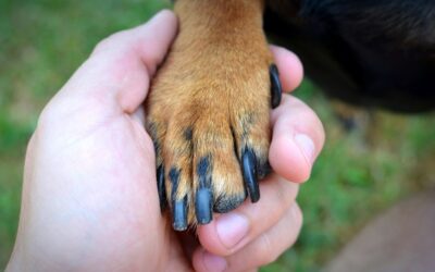 How to Give Your Dog a Nail Trim
