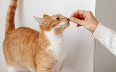 Low Calorie Snacks for Your Cat