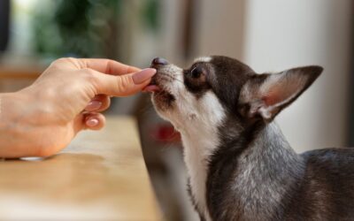Low Calorie Snacks for Your Dog