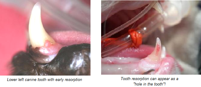 Resorptive Lesions Feline Healthy Paws Animal Hospital