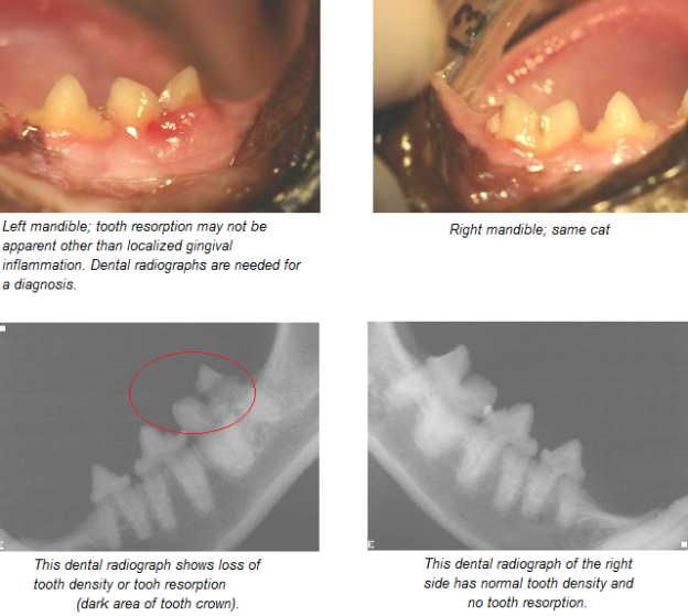 Cat tooth resorption treatment best sale