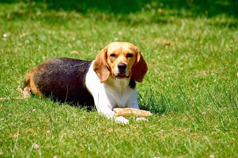 A dog on lawn