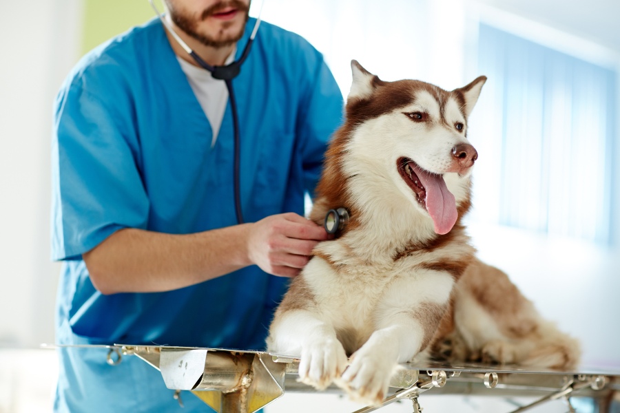 vet checking the dog