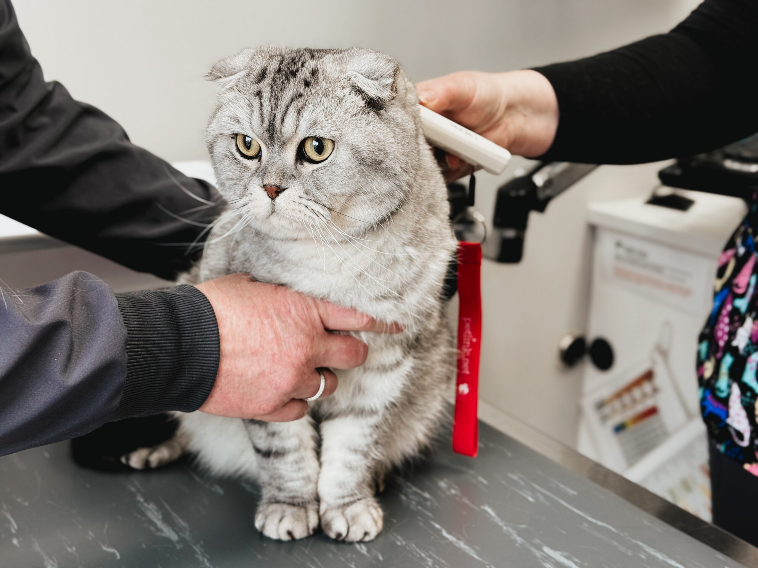 Gnocchi the cat at the vet