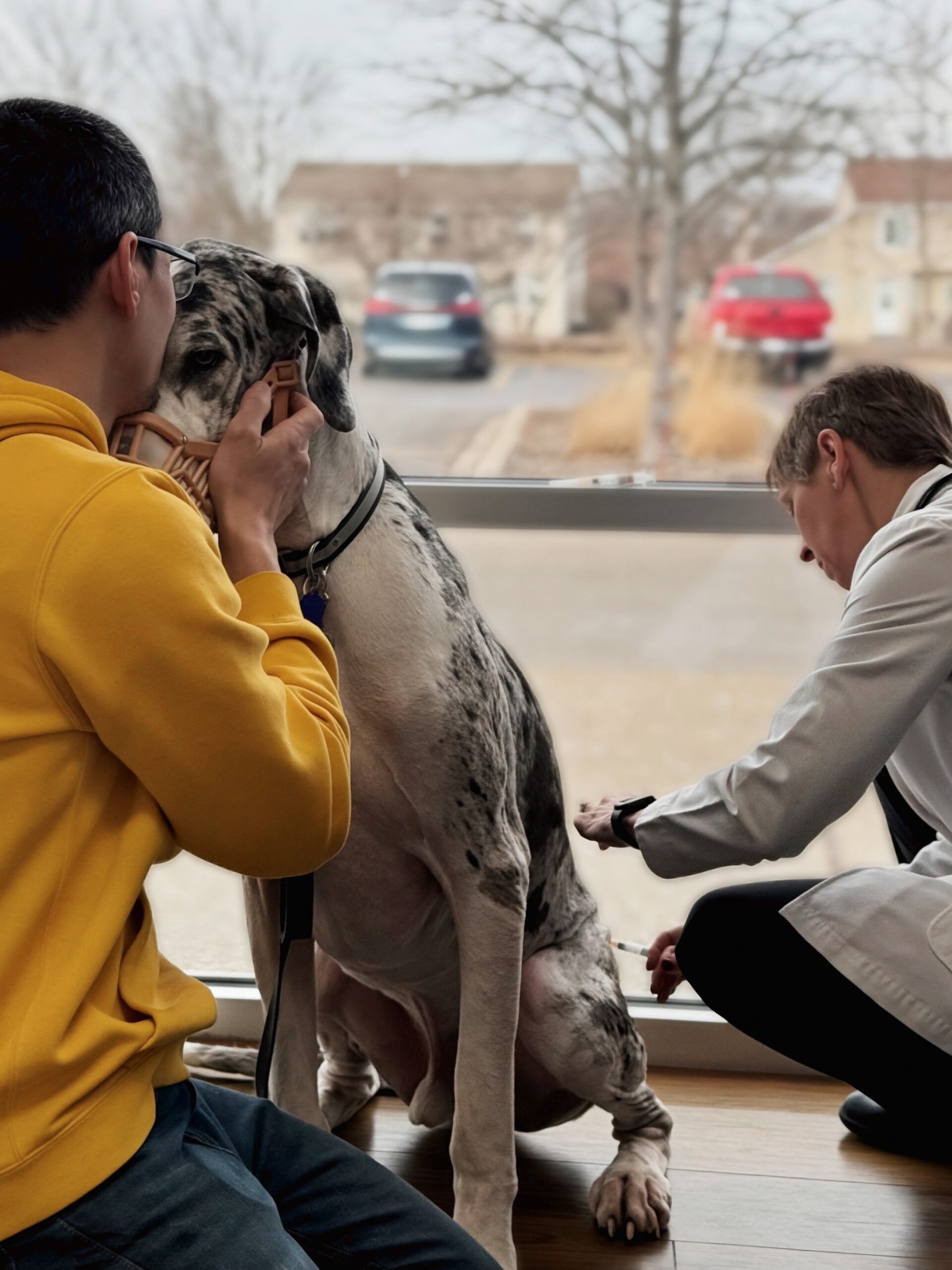 Deuce the Great Dane wearing a muzzle at the vet