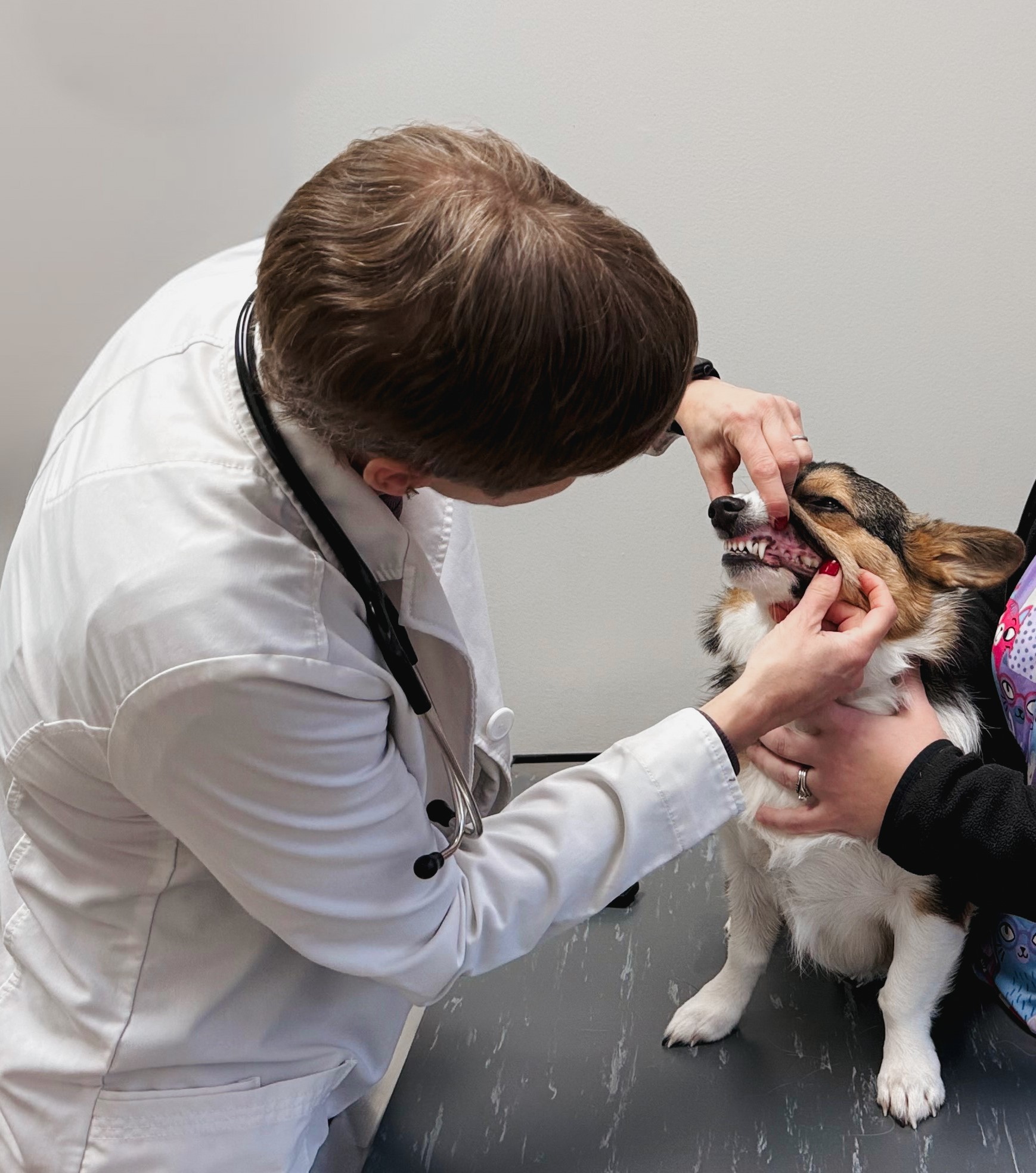 A corgi receiving a dental exam