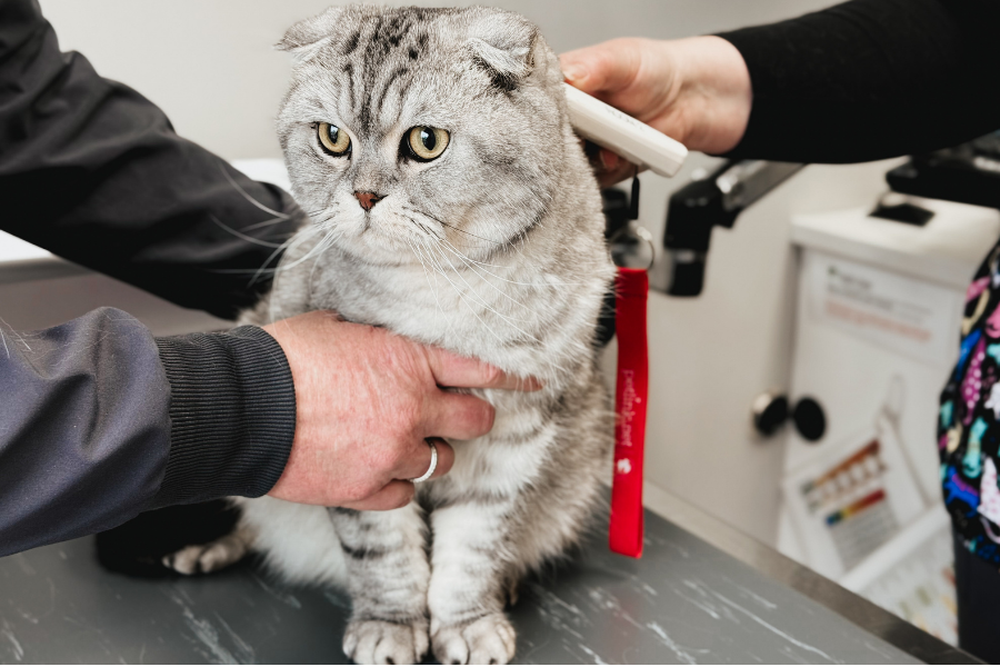 Gnocchi the cat at the vet