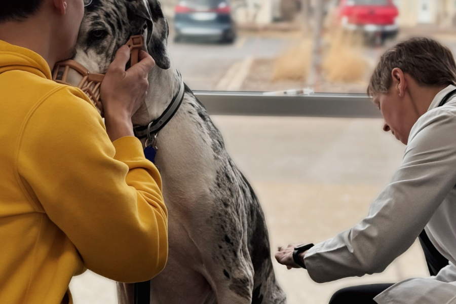 Deuce the Great Dane wearing a muzzle at the vet