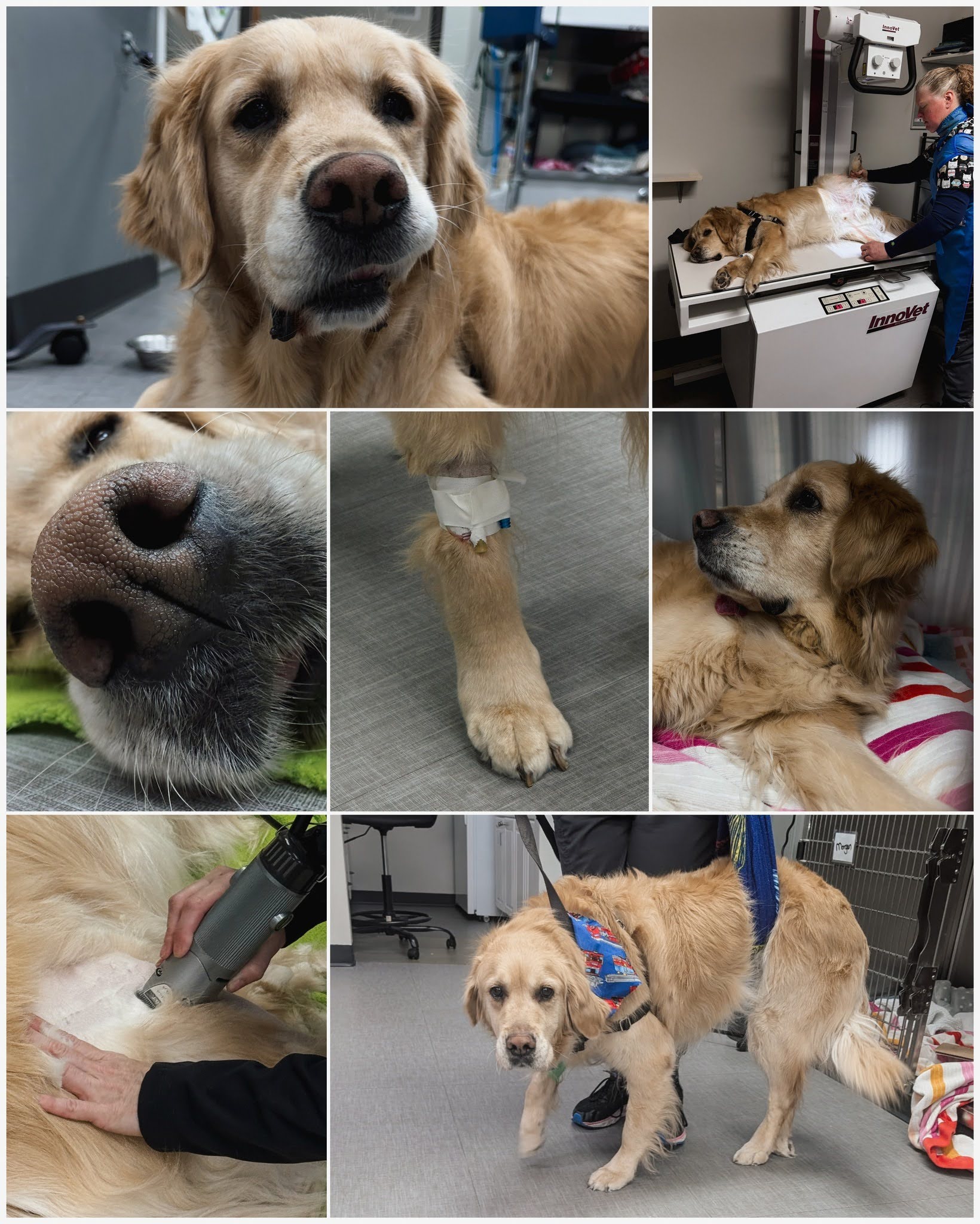 Collage of a golden retriever undergoing veterinary care