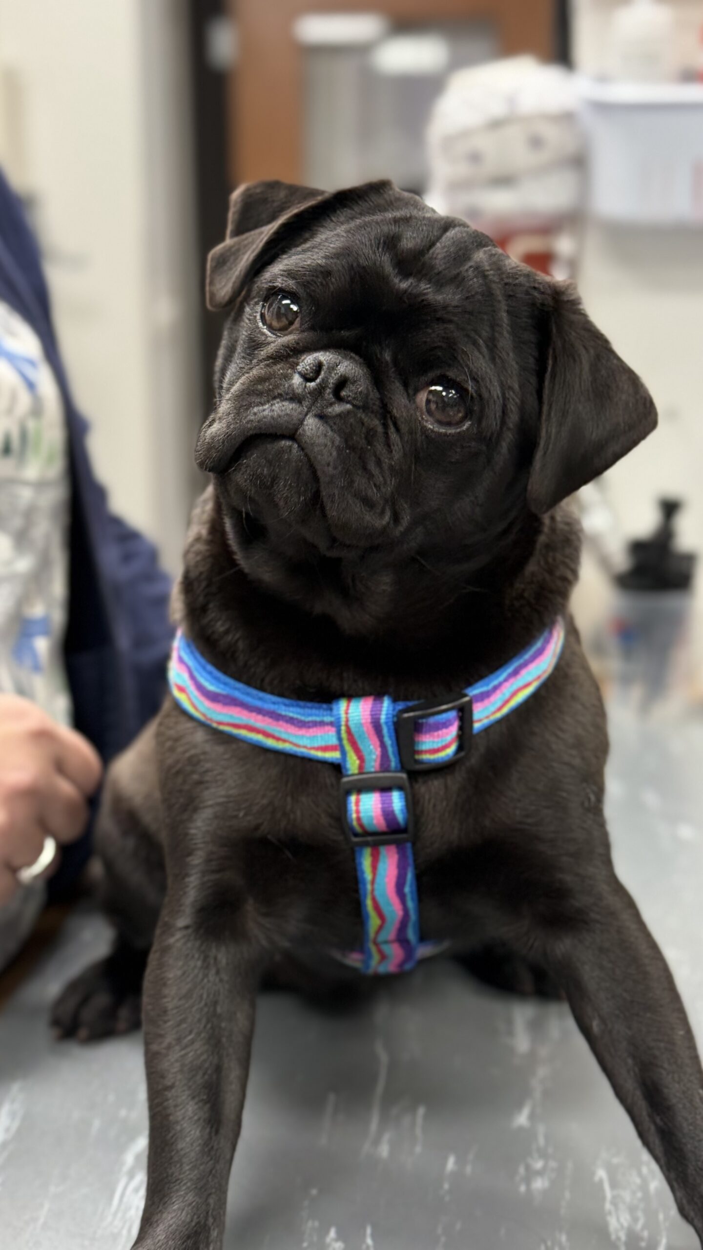 a dog being examined by a vet