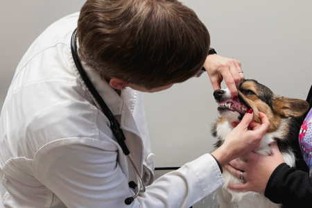 Dentistry (2) a dog being examined by a vet