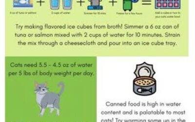 Tips on getting your kitty to drink water