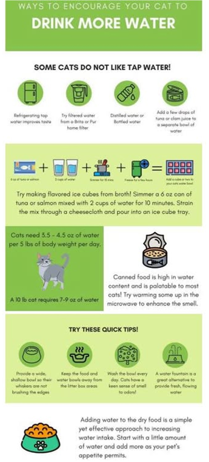 Tips on getting your kitty to drink water Graphics Tips on getting your kitty to drink water Graphics