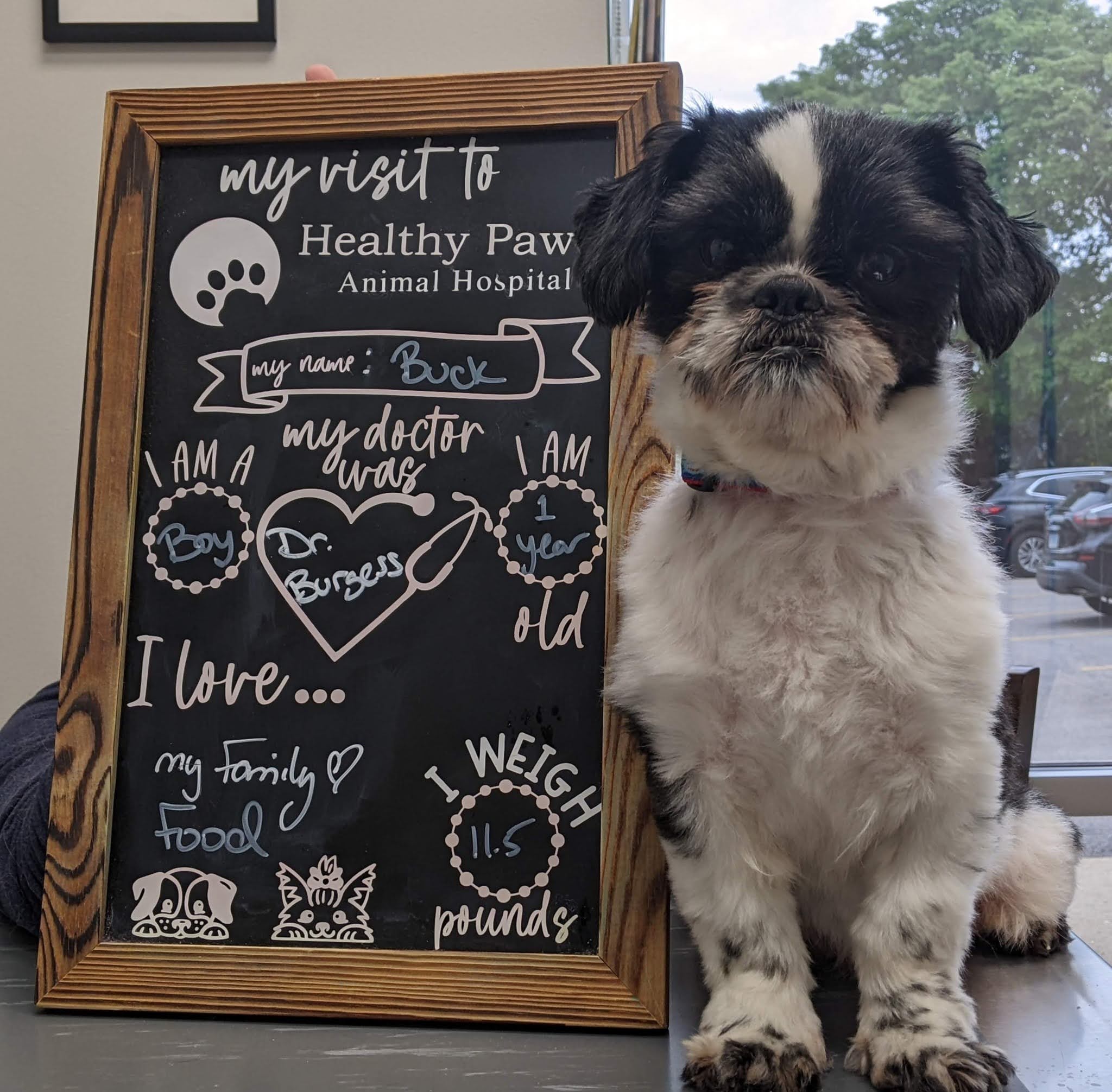 dog named Buck sits next to a chalkboard listing his visit to Healthy Paw Animal Hospital