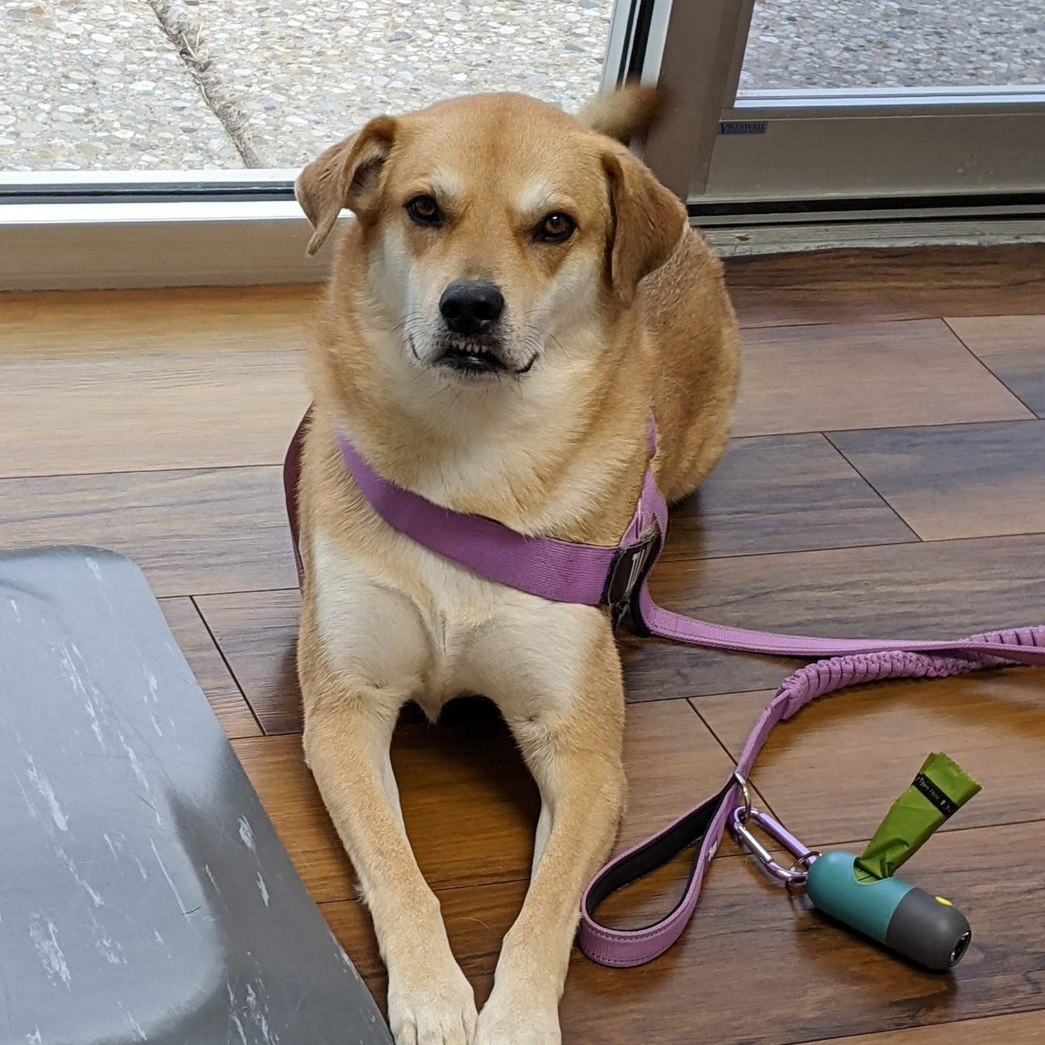 dog wearing a leash