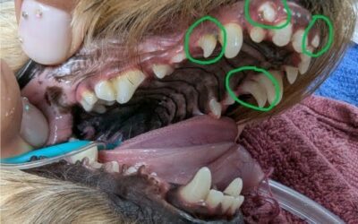 When the tooth numbers add up…and up…and up!