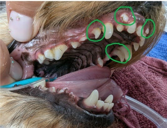 dog's open mouth showing several damaged and circled teeth on the upper jaw