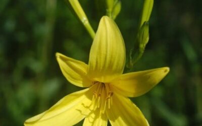 Beware of Lilies, Fatal for Cats