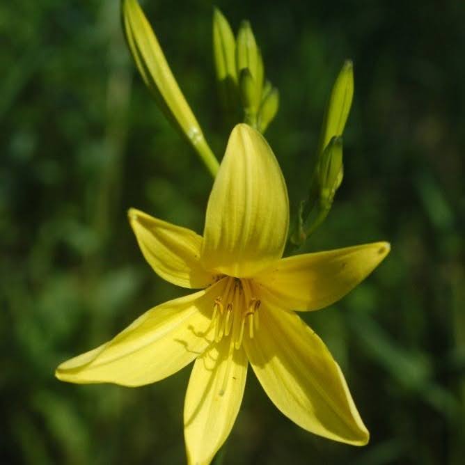 lily lily