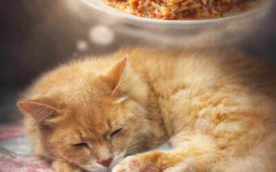 What makes Garfield different from a Wildcat