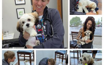 Georgie’s first puppy wellness visit!