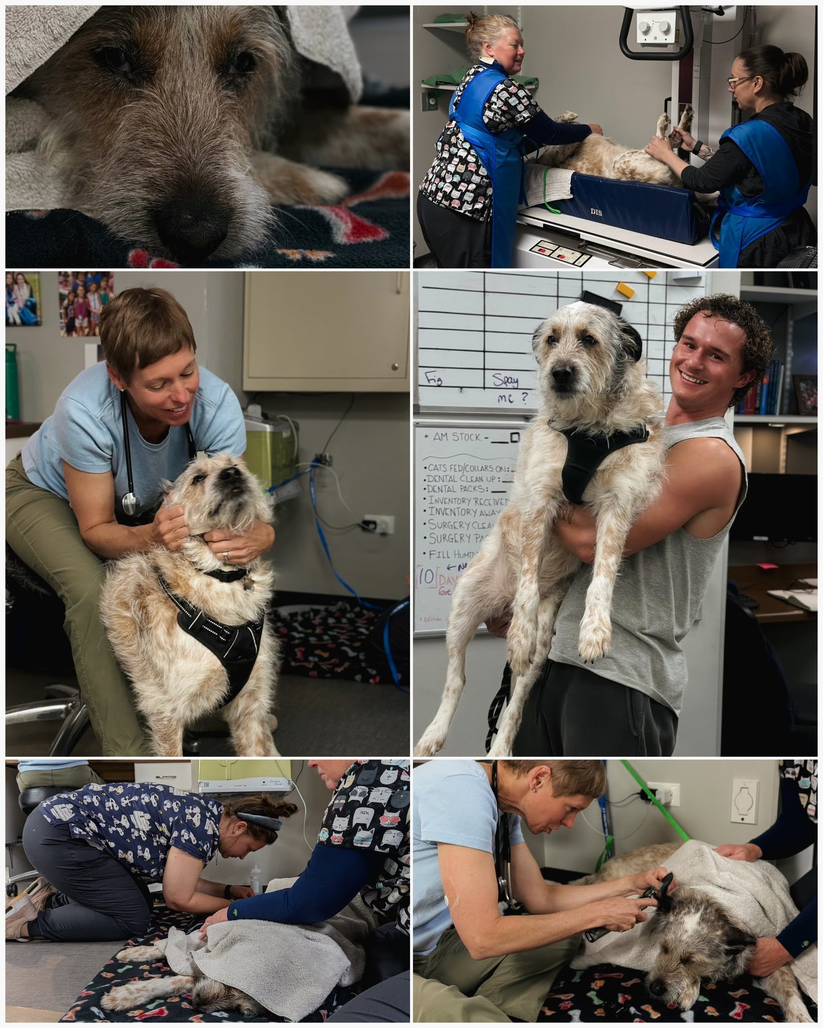 Collage of a dog receiving veterinary care Collage of a dog receiving veterinary care