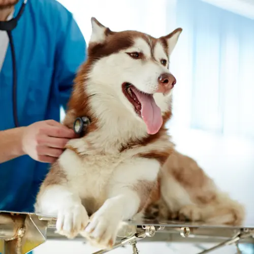 General Care