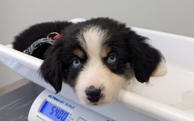 Baby Scout