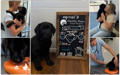 Welcome Home Knox!