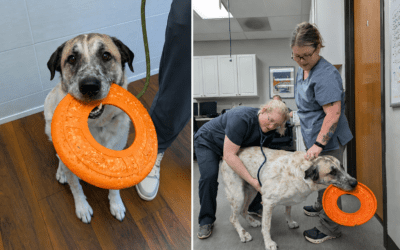 Norman’s Emotional Support Frisbee