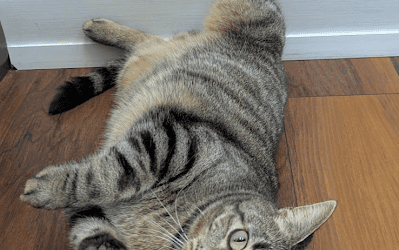 What Is AAFCO and Why It Matters for Your Pet’s Food