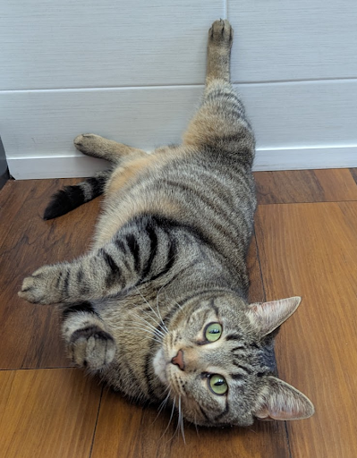 cat on floor