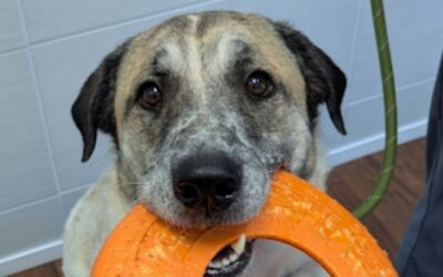 Pet Food Feeding Directions: Why They Are Just a Starting Point