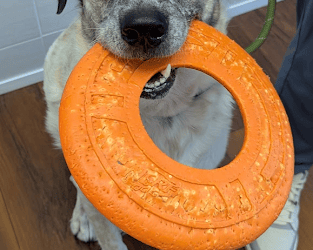 Pet Food Feeding Directions: Why They Are Just a Starting Point