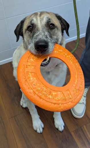 dog with frisbee