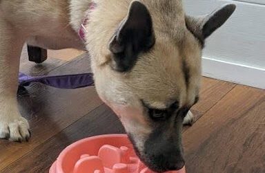 Understanding Pet Food Guaranteed Analysis