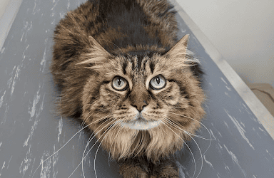 Who Is Really Making Your Pet’s Food?