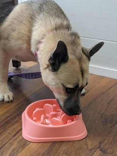 dog and bowl