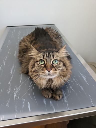 cat with green eyes