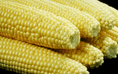 Is Corn Bad for Dogs? The Truth Behind the Filler Myth