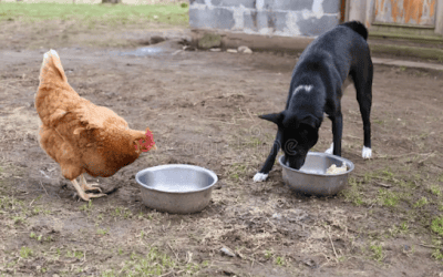What Pet Food Ingredients Really Mean
