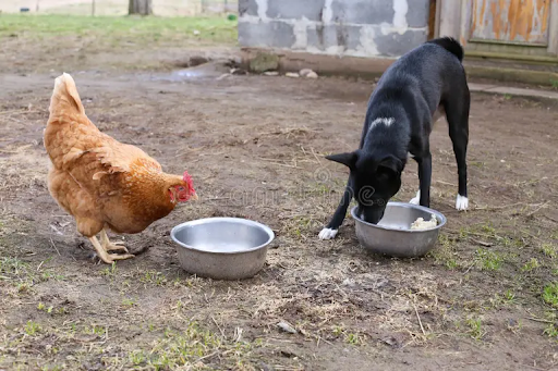 chicken and dog