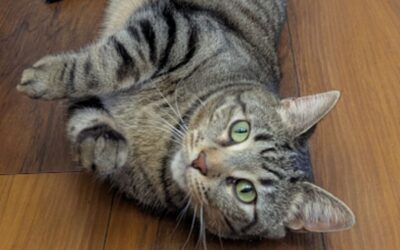 What Is AAFCO and Why It Matters for Your Pet’s Food