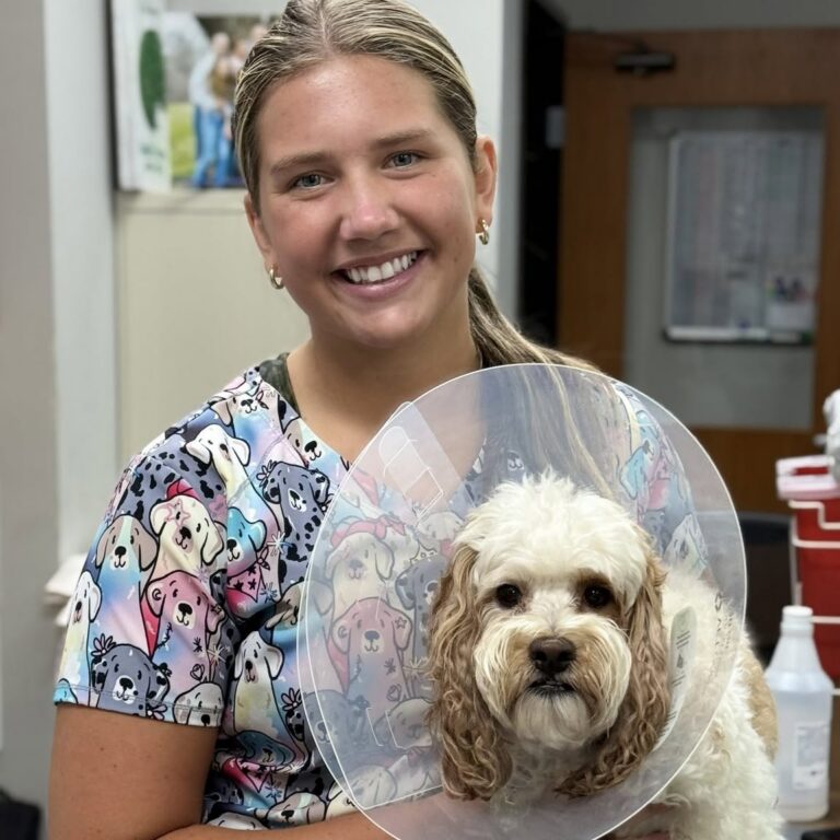 Lizzie holding a cream-colored doodle wearing a recovery cone after its procedure.
