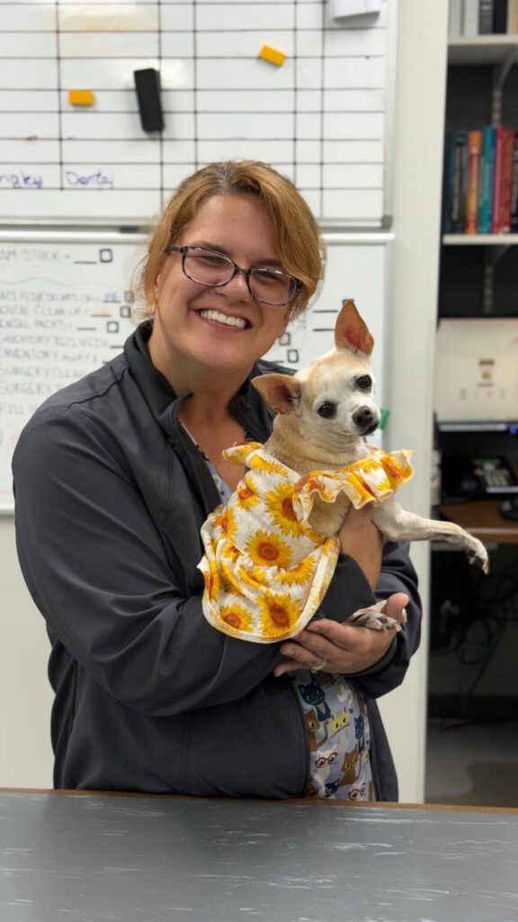 Amanda Schwarz, Certified Veterinary Technician, holding a small tan chihuahua wearing a sunflower-print gown in the Healthy Paws treatment area.