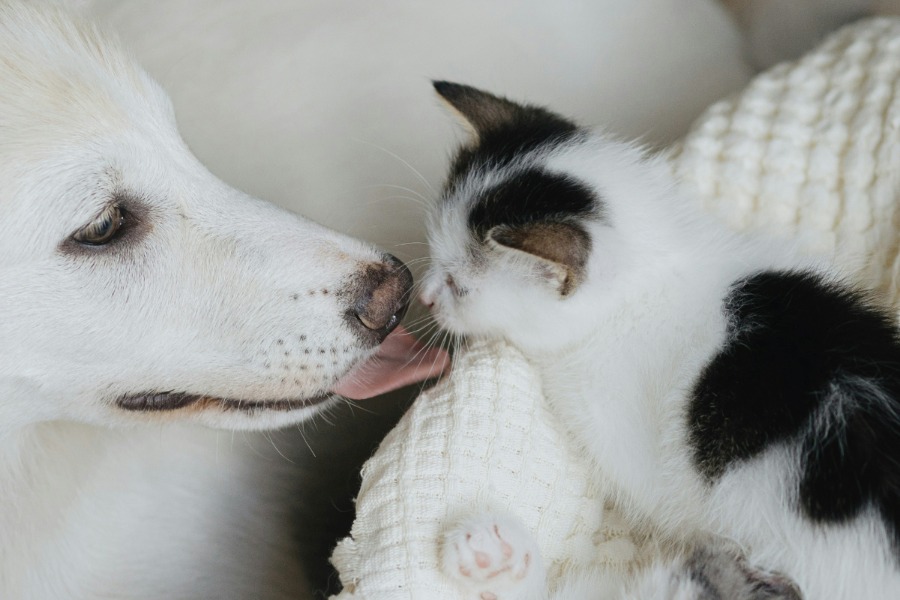 vaccinations Puppy and kitten resting together